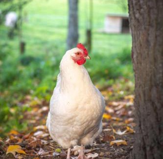 Pukehangi Maison | Farm Cottage just 10min from the City