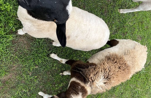 Lissie Maison | Farm experience and group getaway at Pazific Ranch
