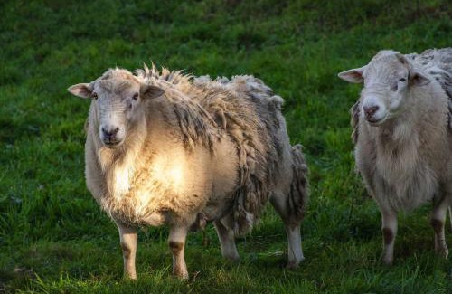 Pukehangi Maison | Farm Homestead just 10min from the City