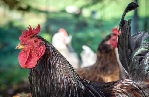 Pukehangi Maison | Farm Homestead just 10min from the City