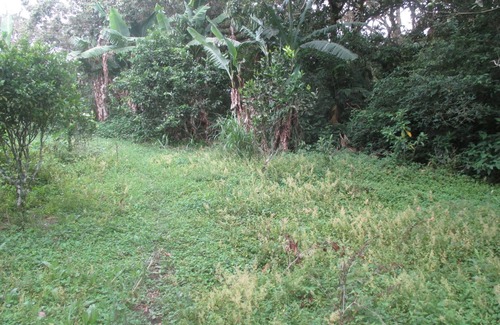 Concepcion Location De VR | Farm in heredia with tons of forest and great hikes