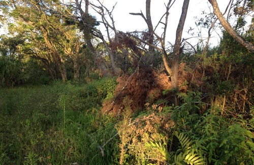 Concepcion Location De VR | Farm in heredia with tons of forest and great hikes