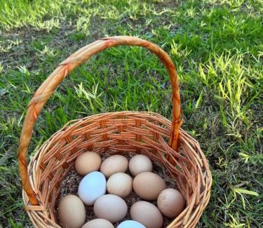Diggers Rest Maison | Farm Stay, Feed Sheep & Relax