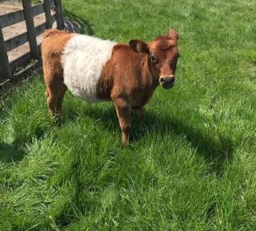 Kinleith Maison | Farmland retreat
