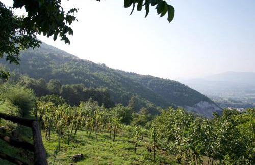 Padula Maison | Fattoria Alvaneta