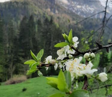 Gams bei Hieflau Maison | Ferienhaus Akogelblick