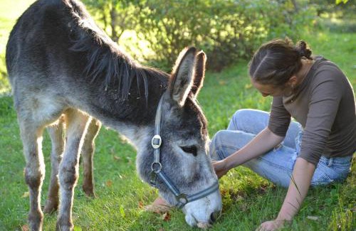 Goestling an der Ybbs Appartement | Ferienstadl - Hammerau