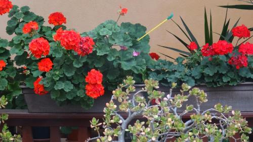 Gebesee Appartement | Ferienwohnung bei Erfurt