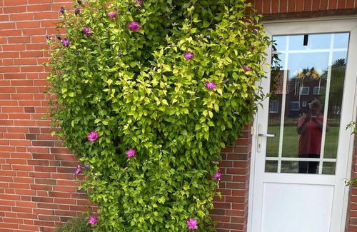 Altharlingersiel Appartement | Ferienwohnung/app. für 4 Gäste mit 60m² in Neuharlingersiel