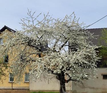 Bischofswerda Appartement | Ferienwohnung im sanierten Denkmal max 3 Personen FeWo1