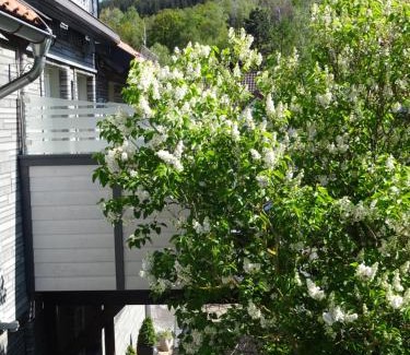 Wolfshagen Appartement | FeWo Hage