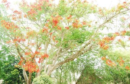 Santa Fe de Antioquia Maison | Finca la Querendona