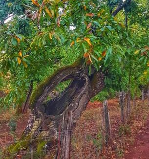 Galaroza Maison | Finca la Viriñuela