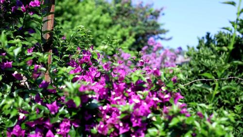 Cirali Maison | Flora Pansiyon Çıralı