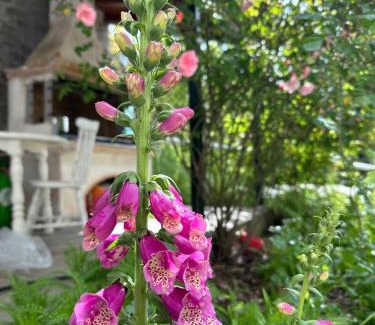 Central Tzoumerka Maison | Forest cottage top of the world