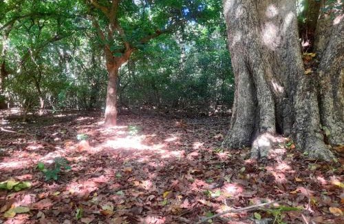 Polonnaruwa Maison | Forest eco view