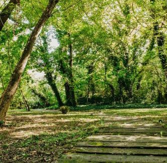 Palic Maison | Forest House