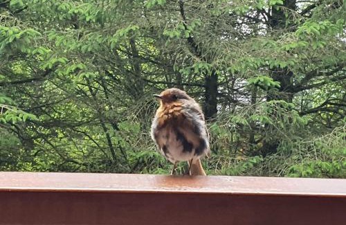 Ballyconnell Autre | Forest Lodge Log Cabin - Ireland