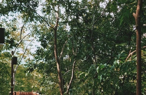 Playa La Redonda Station Balnéaire | Forest View Tree House Studio Aqua Wellness Resort