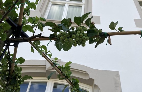 Kanzem Appartement | Gästehaus Cantzheim I Ferienwohung Fuchs - Cantzheim.dorf