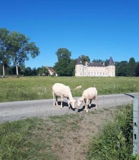 Neuville-les-Decize Maison | Gîte à la ferme, avec animaux, fromages et nature