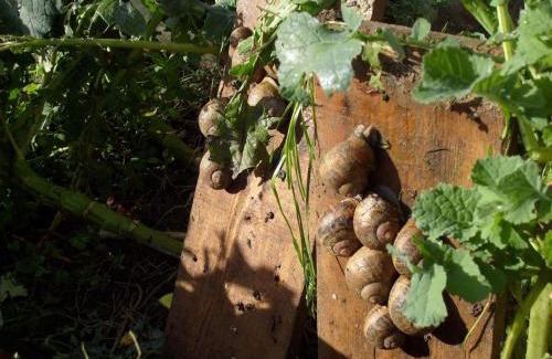 Chamesol Maison | Gîte à la ferme du Lomont