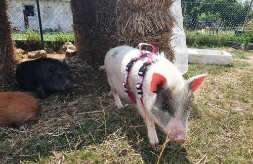 Sablonnieres Appartement | Gîte à la ferme