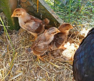 Sablonnieres Appartement | Gîte à la ferme