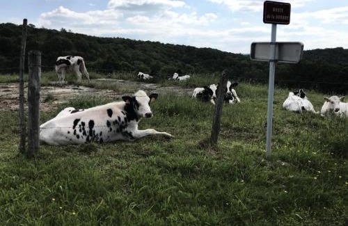 Saint-Merd-de-Lapleau Appartement | Gîte de France Le rouzeyrol 3 épis - Gîte de France 12 personnes MAE-9674