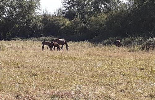 Moult Appartement | gîte du haras