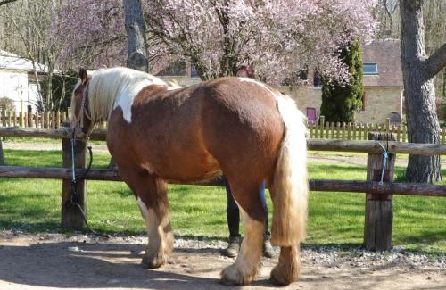 Les Ventes-de-Bourse Maison | Gîte familial en pleine nature avec équipement complet, idéal pour amateurs de chevaux et balades เสfɔ - FR-1-497-144