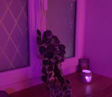Brain-sur-Longuenee Appartement | Gîte Romantique La Parenthèse Angevine Love&spa
