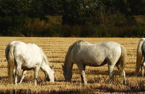 Arles Cottage | LA FENIERE-GITE EN CAMARGUE DANS EXPLOITATION RIZICOLE