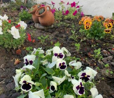 Bemparece Appartement | Garden Guest House