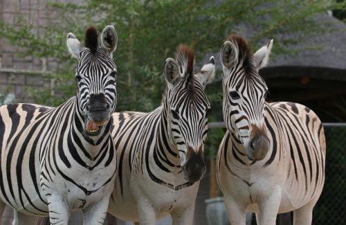 Brandwag Hôtel | Garden Route Safari Camp