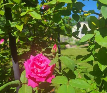 Quincy Appartement | Garden View