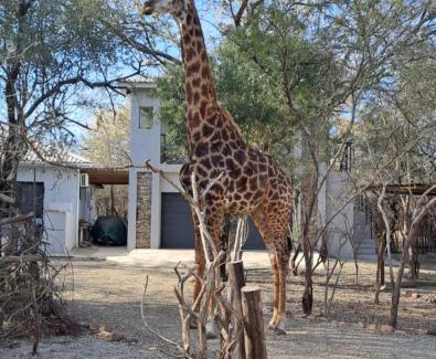 Marloth Park Appartement | Giraffe Studio @ Kruger