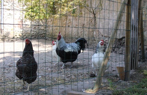 Veuves Maison | GITE CHEZ COCOTTE 4/6P EN BORD DE LOIRE AVEC PISCINE CHAUFFEE