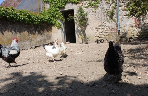 Veuves Maison | GITE CHEZ COCOTTE 4/6P EN BORD DE LOIRE AVEC PISCINE CHAUFFEE