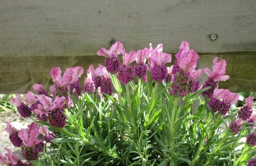 Beaune-la-Rolande Cottage | Un Figuier dans notre Jardin
