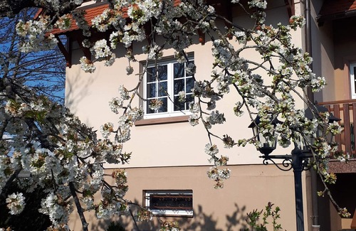 Monswiller Maison | GITE LE PLATANE