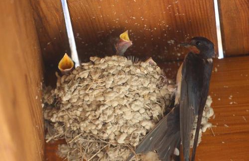 Chatellerault Maison | GITE MONTGOLFIÈRE 6 PERSONNES