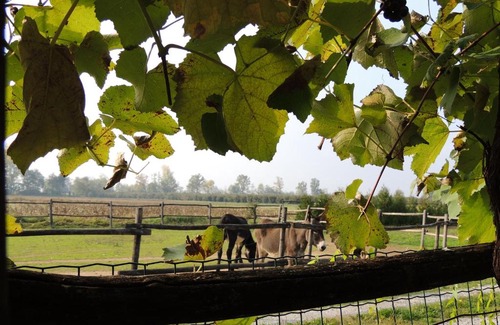Peveragno Autre | Glamping sky Bubble di Cascina la Commenda
