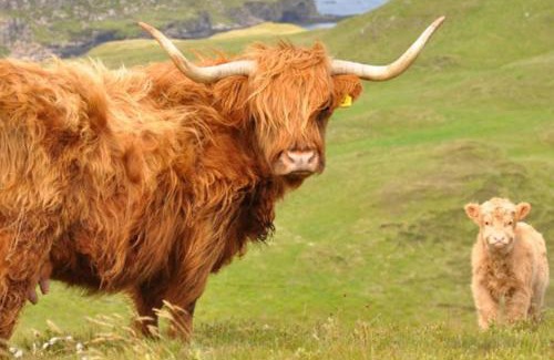 Breakish Maison | Glas Bheinn Cottage