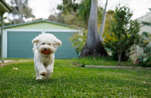 Culburra Beach Maison | Golden Sands - Pet Friendly - 2 Mins Walk to Beach