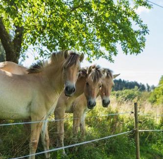 Rimbach Appartement | Grünewaldhof in Rimbach im Odenwald
