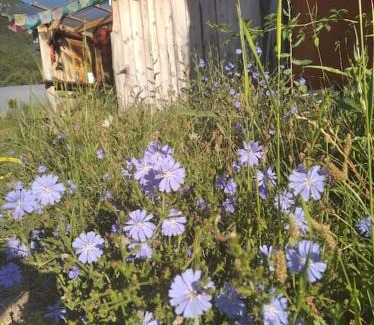 Boulc Maison | Grande YOURTE dans les jardins d'Amagaïa