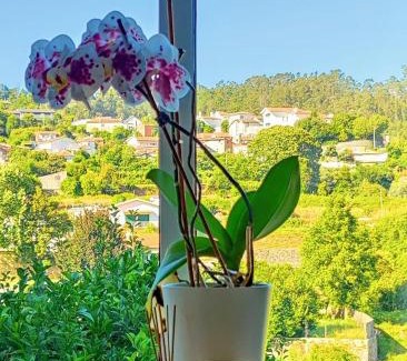Pessegueiro do Vouga Appartement | Grandma´s House