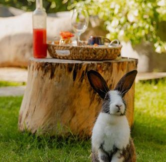Sabaneta de Yasica Autre | Green Land Bubble Glamping