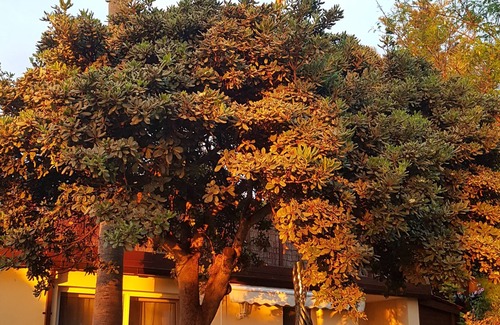 La Orotava Cabine | Green oasis in the north of Tenerife
